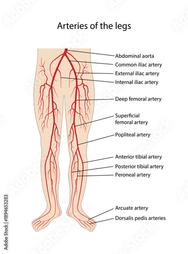 Arteries of the legs. Human circulatory system. Diagram of circulatory system with main parts labeled. Anatomical vector illustration in flat style isolated over white background.