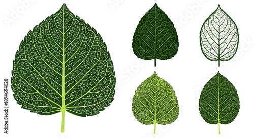 A detailed collection of green leaf illustrations, showcasing various shades and intricate vein patterns against a clean white background.
