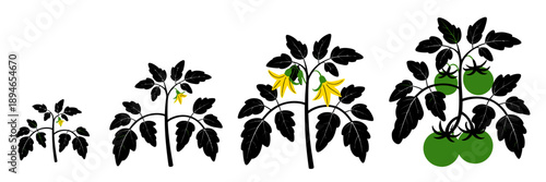 Four stages of tomato plant growth from seedling to fruit bearing vine
