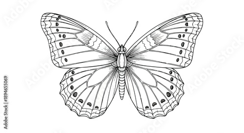 Detailed butterfly with open wings nature sketch