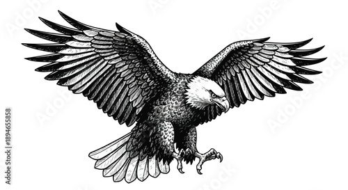 Bald eagle in flight nature sketch illustration