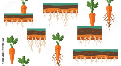 A vibrant collection of cartoon carrots with visible root systems, showcasing various stages of growth and underground structures.