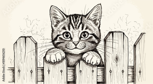 Kitten peeking over wooden fence sketch