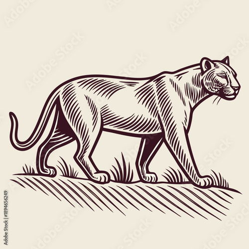 Stalking tiger in grassland