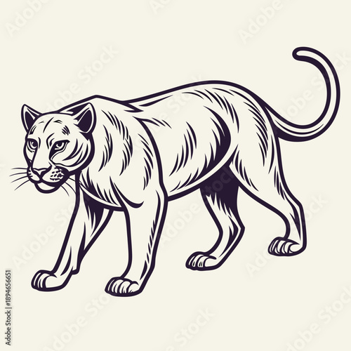 Stalking tiger illustration