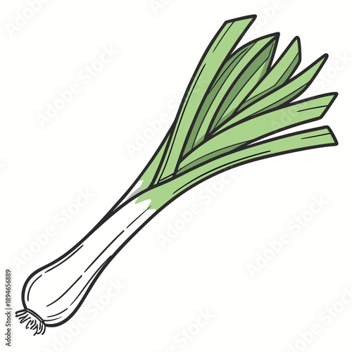 Illustration of a single leek