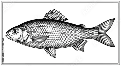Detailed carp fish marine nature sketch art