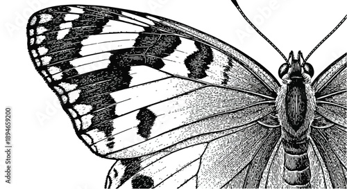 Detailed butterfly on leaf nature sketch art