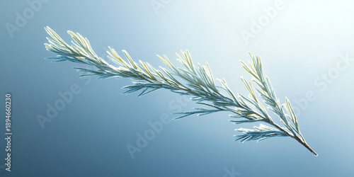 Wallpaper Mural Evergreen Branch With Fresh Green Needles on Soft Blue Background Torontodigital.ca