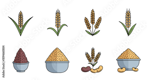A vibrant collection of cereal grains and legumes, showcasing various plant forms and their processed counterparts in bowls, ideal for agricultural and food-related designs.