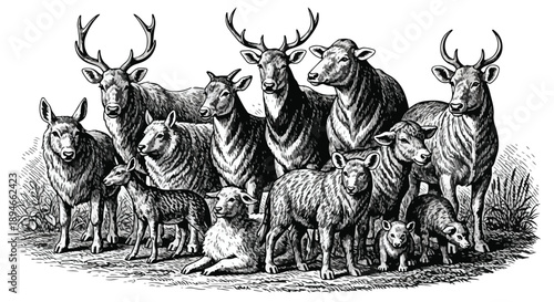 Herd of deer and elk forest nature sketch