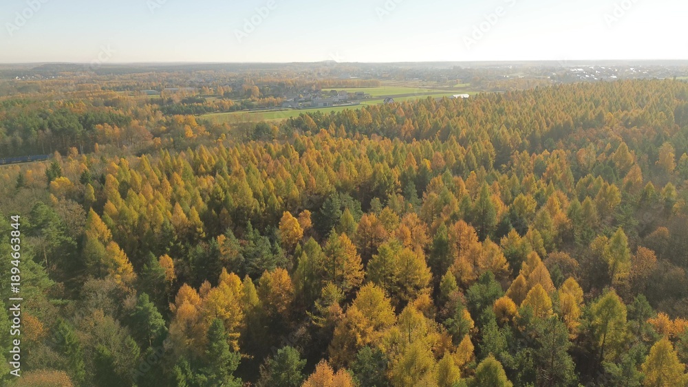 Obraz premium Top down view of mixed forest nature in fall