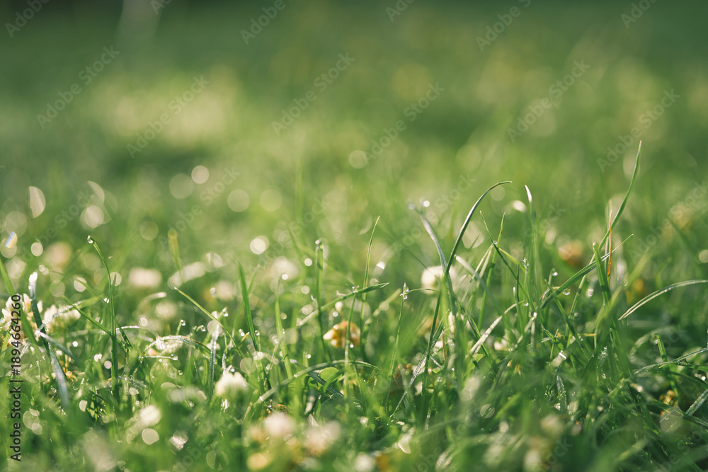 Fototapeta premium Macro view of grass blades with water droplets
