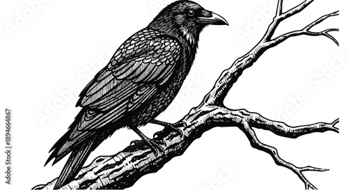 Black crow perched on bare tree branch