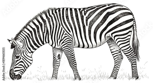 Detailed zebra grazing in savanna nature sketch