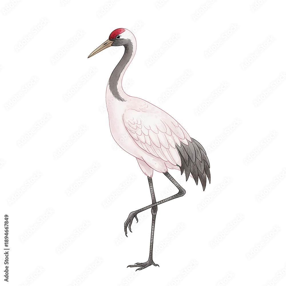 Naklejka premium Graceful Red Crowned Crane Standing on One Leg with a Pink Lotus Flower Digital Watercolor Illustration