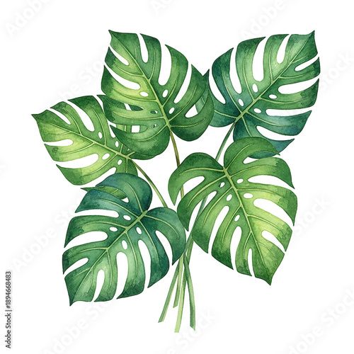 Fresh vibrant green monstera leaves tropical plant foliage watercolor illustration on white background