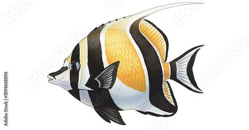 Detailed Moorish Idol fish illustration with black white and yellow bands a beautiful marine creature