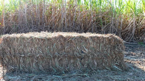 Sugarcane hay bales, Sugarcane straw bales in sugarcane field after harvest. Agriculture, biomass raw material, renewable energy and sugarcane industry concept for business and sustainability content