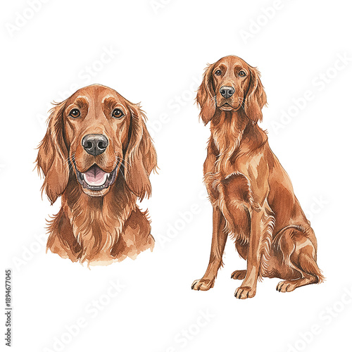Happy Irish Setter headshot and a calm sitting full body watercolor painting on white background