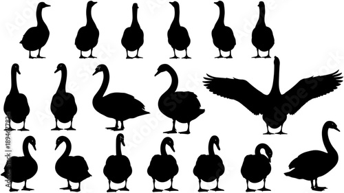 Vector silhouette collection of ducks, geese, and swans in various poses including swimming, standing, and flying on white background,