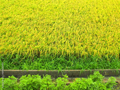 Wallpaper Mural 秋の豊作の田んぼと用水路と畔の若草のある風景 Torontodigital.ca