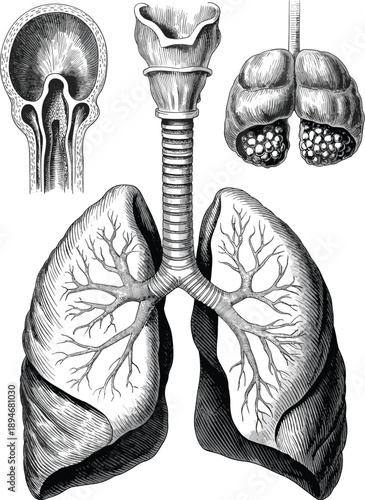 Detailed lungs anatomy engraving illustration depicting bronchi trachea alveoli in vintage style educational medical diagram of human respiratory system for biology textbook healthcare presentation an