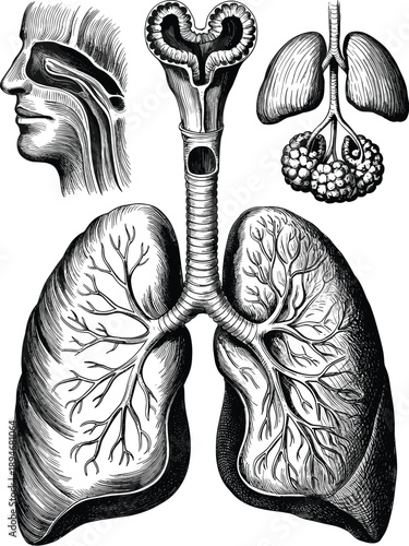 Detailed human lungs anatomical illustration showing respiratory system organs for medical diagram or educational material about pulmonary health and bronchial function in vintage style healthcare sci