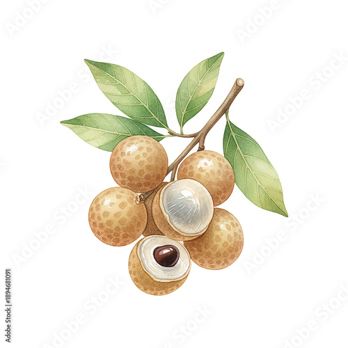 Fresh tropical longan fruits on a leafy branch showing whole and peeled sweet juicy pieces