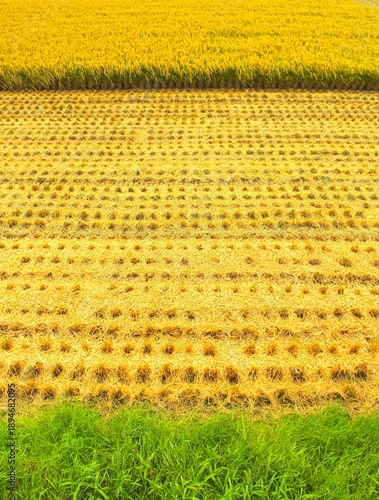 Wallpaper Mural 坂の上から見る秋の収穫後の田んぼと収穫前の田んぼと畔の若草風景 Torontodigital.ca