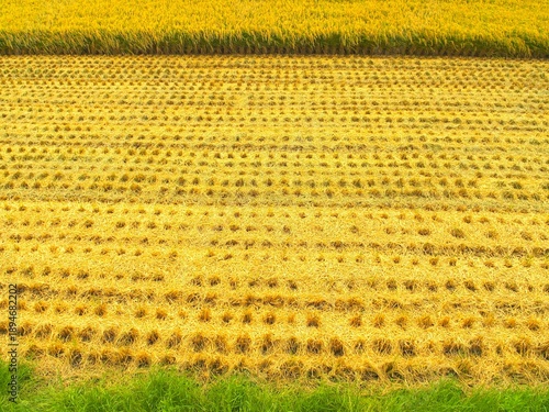 Wallpaper Mural 坂の上から見る秋の収穫後の田んぼと収穫前の田んぼと畔の若草風景 Torontodigital.ca