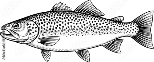 Detailed trout fish illustration swimming in clear water stream hand drawn sketch black and white graphic design element for seafood restaurant menu fishing adventure logo nature conservation educatio