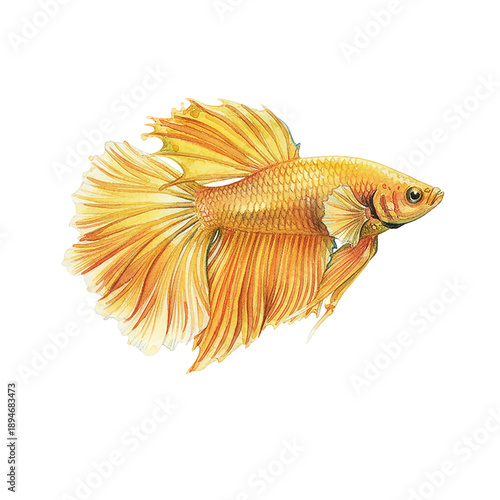 Vibrant golden yellow Betta fish swimming gracefully with flowing fins watercolor illustration