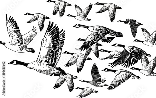 Migrating Canada Geese Flock