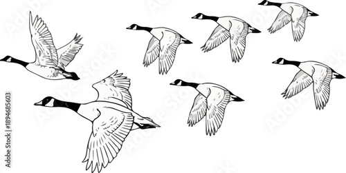 Flying Canada Geese Flock