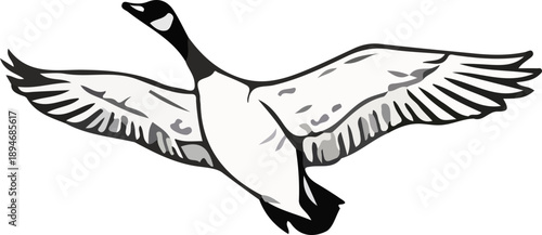 Flying Canada Goose Vector