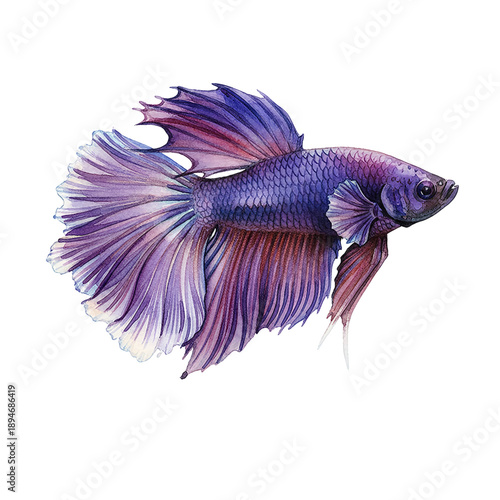 A vibrant purple and blue betta fish swimming gracefully with flowing fins watercolor illustration isolated on white
