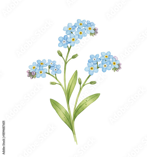 Detailed watercolor painting of delicate blue forgetmenot flowers with vibrant green leaves on white
