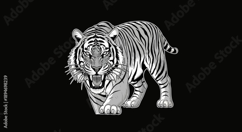 Fierce Tiger Walking Forward With Mouth Open.