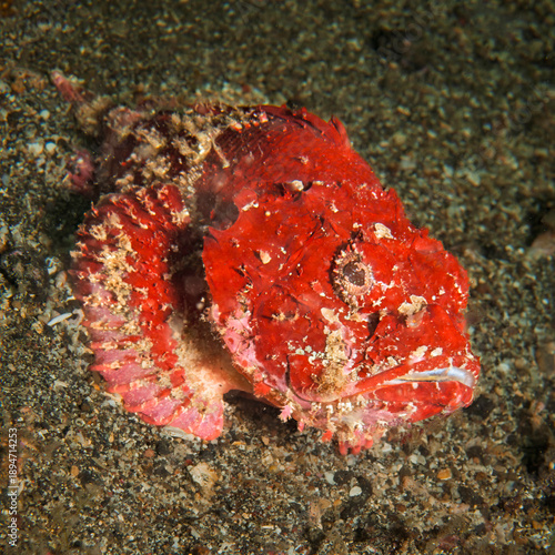 Devil scorpionfish resting camouflaged on sandy seabed in Lembeh Indonesia