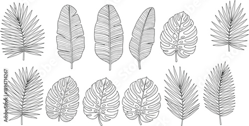 Large collection of hand drawn tropical leaves featuring monstera deliciosa banana leaf and palm fronds in black line art style for exotic botanical design