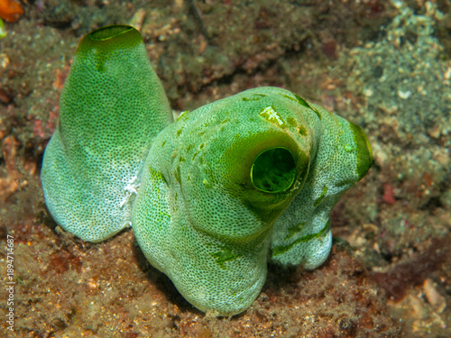 Close up of green barrel sea squirts on a rocky reef in Lembeh Indonesia