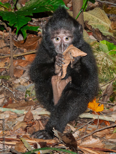 Young Celebes crested macaque sitting on forest floor with dry leaves