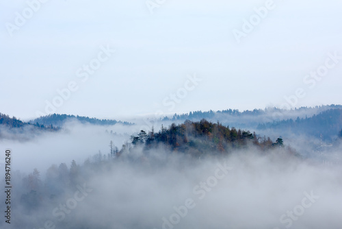 Misty Forest Hill in Morning Fog