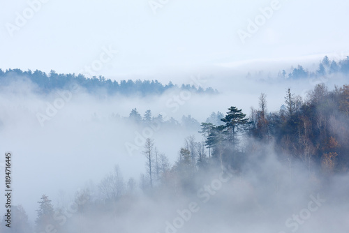 Misty Forest Landscape with Trees