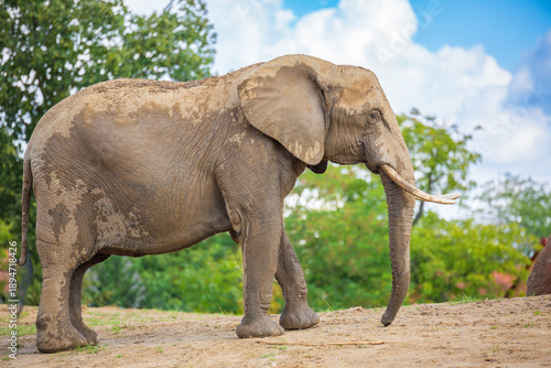 Full length side view of large male African elephant in its natural habitat with green trees and a dirt path