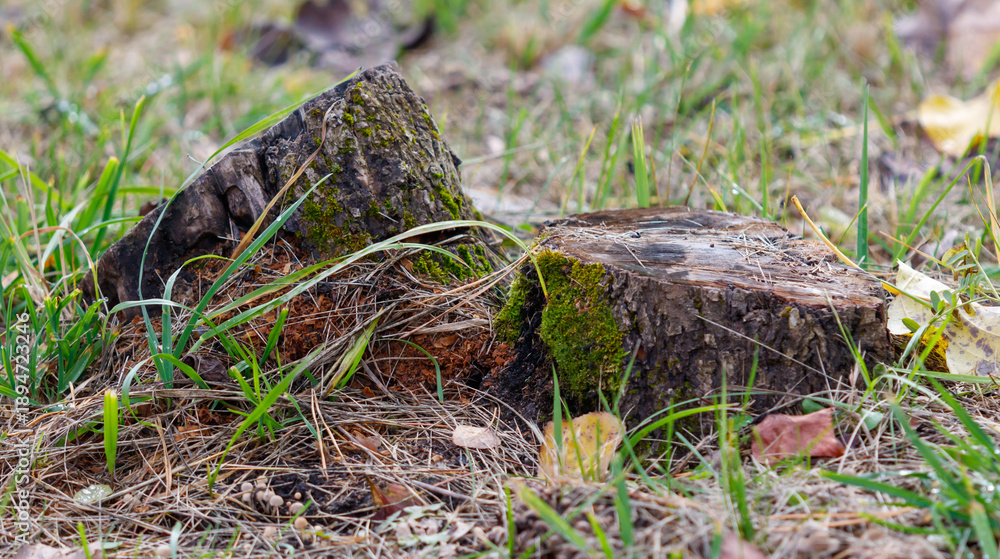 Fototapeta premium A large tree stump is sitting on the ground