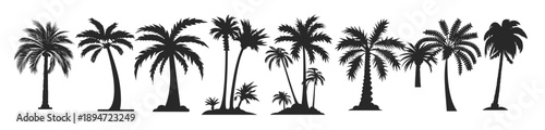 silhouettes of various palm trees in black on a white