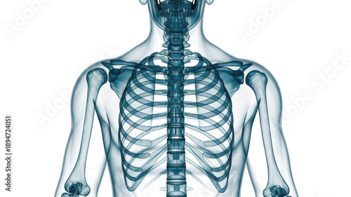 Human skeleton with ribcage and spine visible bones isolated on a transparent background