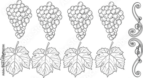 Hand Drawn Grape Bunches And Leaves Illustration Set Featuring Vintage Vine Clusters Decorative Swirls Fruit Elements For Winery Vineyard Label Design And Organic Food Packaging